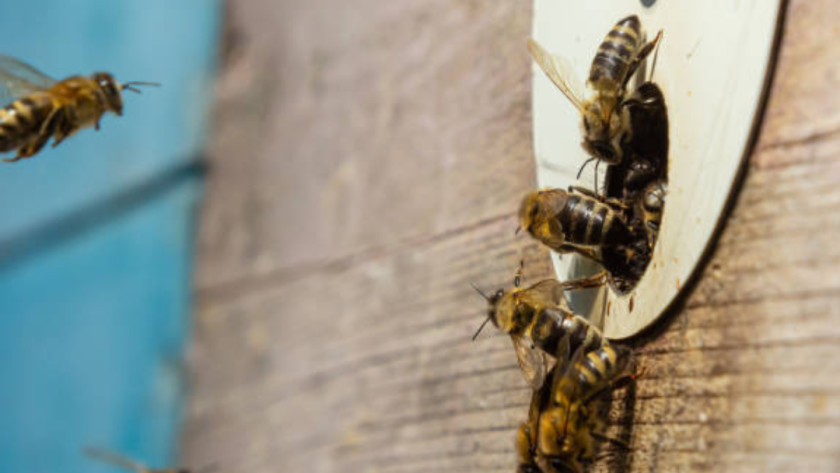 When Bees Knock at Your Door: How to Respond Without Harm