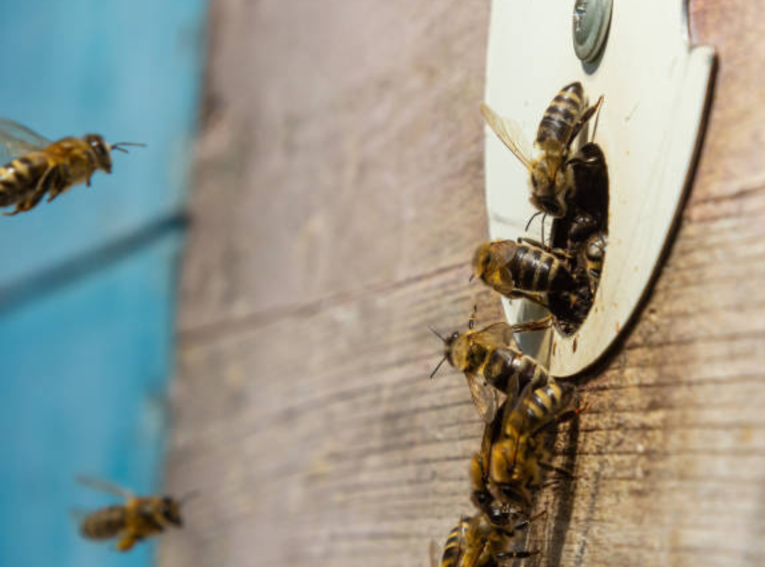 When Bees Knock at Your Door: How to Respond Without Harm