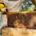 Save the Bees and Your Property: Professional Relocation Services in San Diego