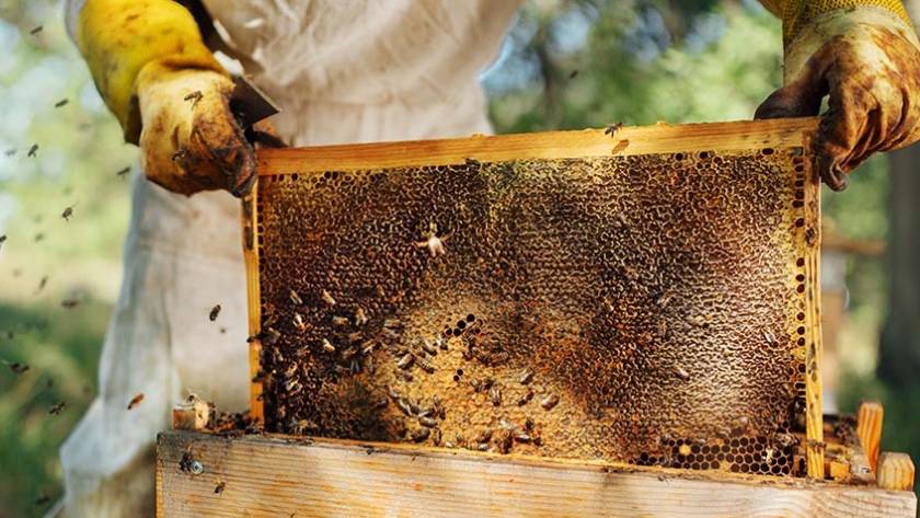 Save the Bees and Your Property: Professional Relocation Services in San Diego