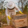 Relocate, Don’t Exterminate: San Diego’s Trusted Bee Specialists