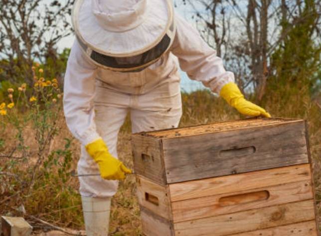 Relocate, Don't Exterminate: San Diego's Trusted Bee Specialists