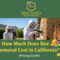 How Much Does Bee Removal Cost in California? (Pricing Guide)