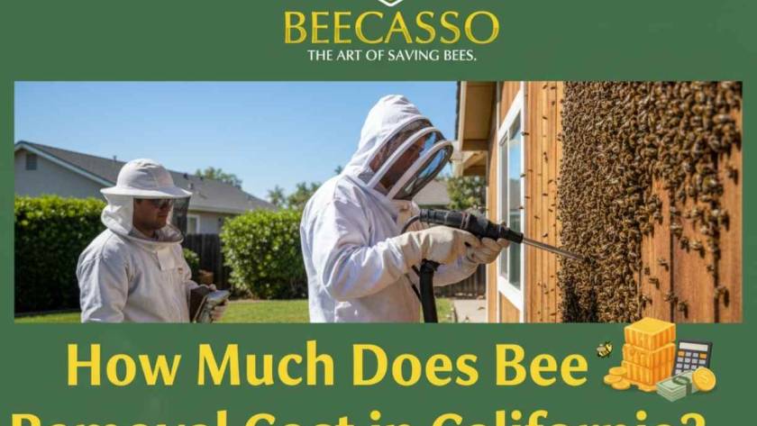 How Much Does Bee Removal Cost in California