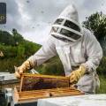 Top Signs You Need Professional Bee Removal Services