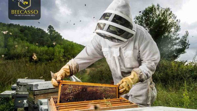 Top Signs You Need Professional Bee Removal Services